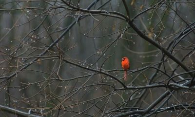 В Москву придет европейская зима