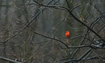 В Москву придет европейская зима