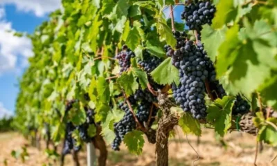 Тосканский отель предлагает взять шефство над виноградником или оливковыми деревьями