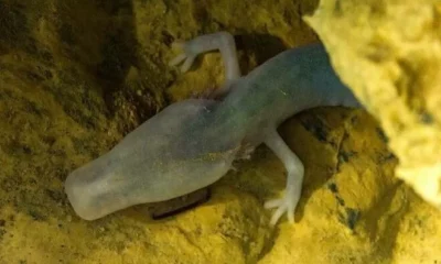 Учёные из Будапештского нашли саламандру