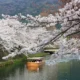 Когда и где полюбоваться сакурой в Японии в 2020-м году