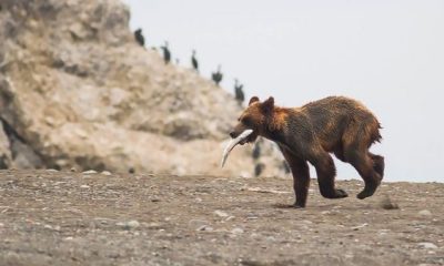 Сахалин не пустит приезжих без отрицательного теста на COVID-19