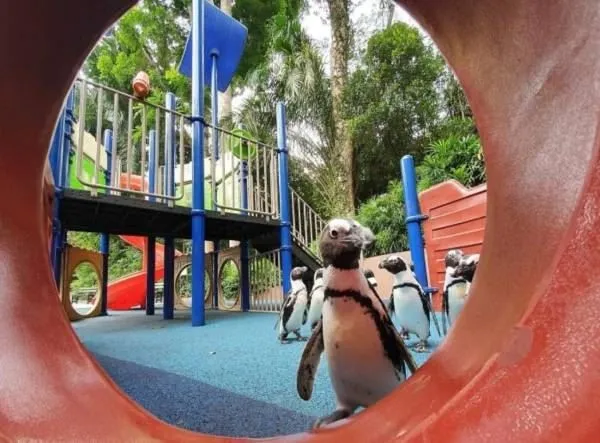 Живая природа и карантин в Сингапуре