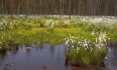 Где любоваться цветением весной и летом