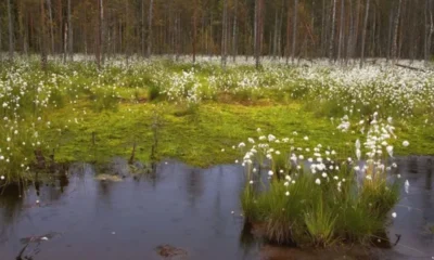 Где любоваться цветением весной и летом