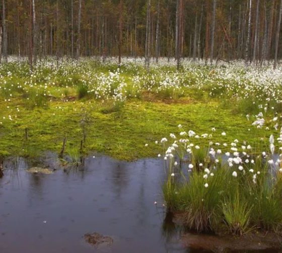 Где любоваться цветением весной и летом