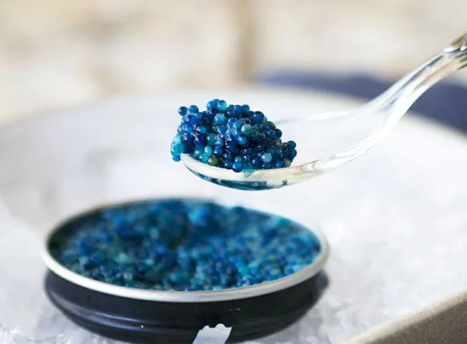 Голубая икра — сапфиры океана