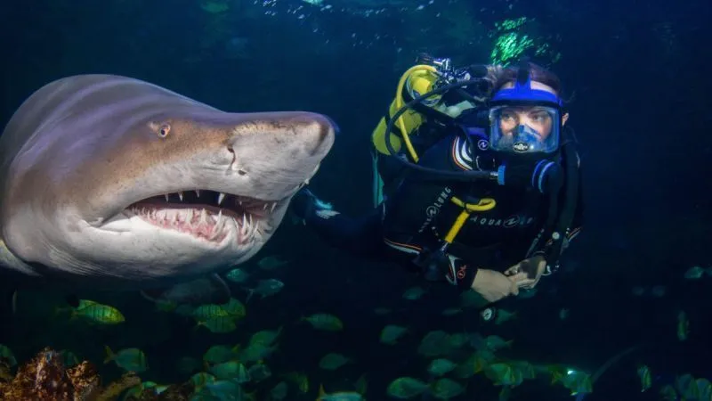 Пять лучших мест на земле, где можно поплавать с акулами
