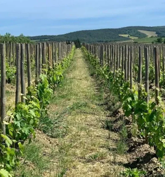 Пять лучших винных маршрутов во Франции