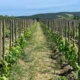 Пять лучших винных маршрутов во Франции