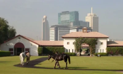 Эко-фермы Дубая: что стоит посмотреть