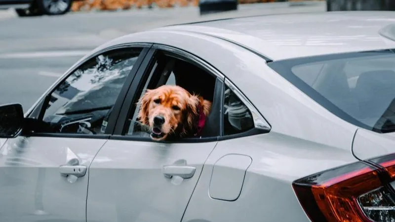 Десять лучших городов Европы для путешествия с собакой