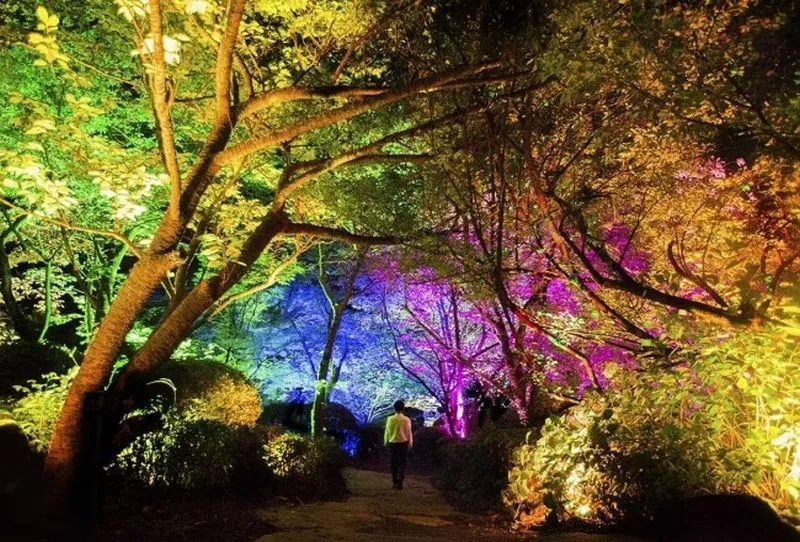 Лес, где живут боги