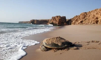 «Черепаший рай» в Рас Аль Джинз
