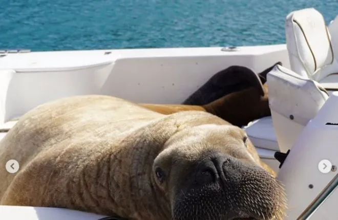 Ирландскому моржу построят понтон, чтобы он перестал топить лодки