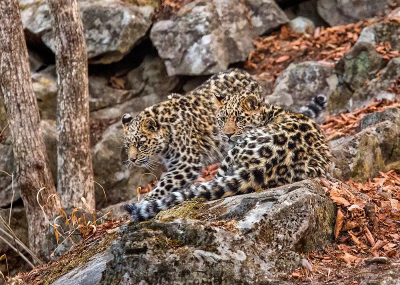 Куда пойти, что посмотреть. Юбилейный XV Международный фестиваль дикой природы «Золотая черепаха»