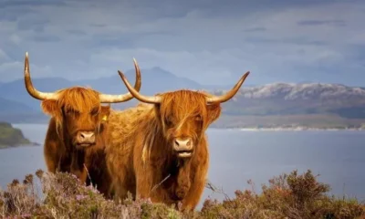 Национальный парк Сноудония и острова Англси или чем заняться в Уэльсе