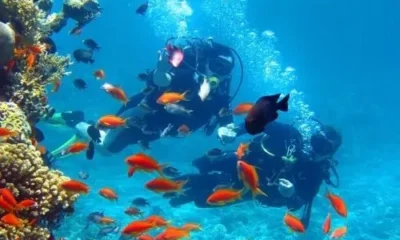 Навстречу рыбкам и скатам в предверии нового года