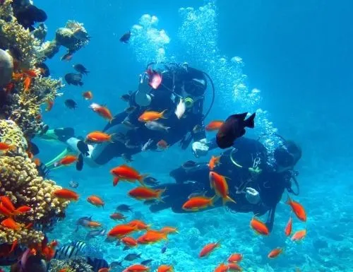 Навстречу рыбкам и скатам в предверии нового года