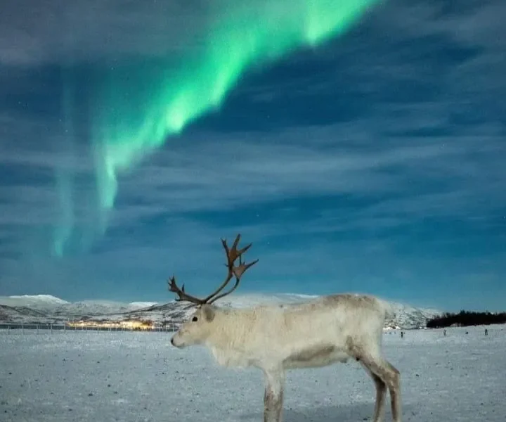 Январский тур навстречу Северному сиянию