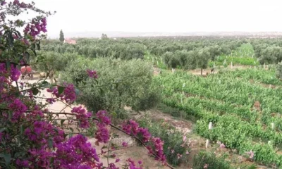 Марокканские вина – ароматы долины Роны в Северной Африке