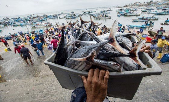 Чёрное море оккупировали ядовитые рыбы. Опасны ли они туристам?