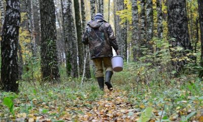 Лезвие вошло в грудь. Под Москвой грибник напоролся на собственный нож