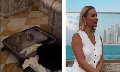 Ушастый сувенир. Летучая едва не увезла кота с отдыха в Дубае