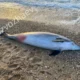 В Крыму погиб дельфин