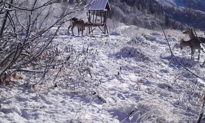 Кукурузу и соль заготовили на «Роза Хутор» для подкормки диких животных этой зимой