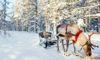 Новогодняя сказка. Назван ТОП-5 атмосферных мест в Карелии