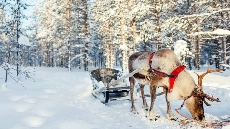 Новогодняя сказка. Назван ТОП-5 атмосферных мест в Карелии