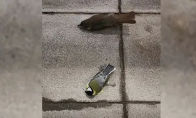 Туристы в шоке. В аэропорту Берлина массово умирают птицы