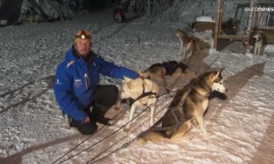 В Лапландии сотни собак поставили в упряжки из-за наплыва туристов