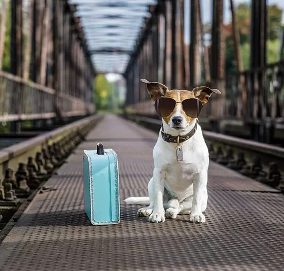 Лайфхаки для путешествия с собакой