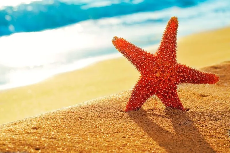 В Таиланде трое туристов оказались под арестом после дайвинг-тура