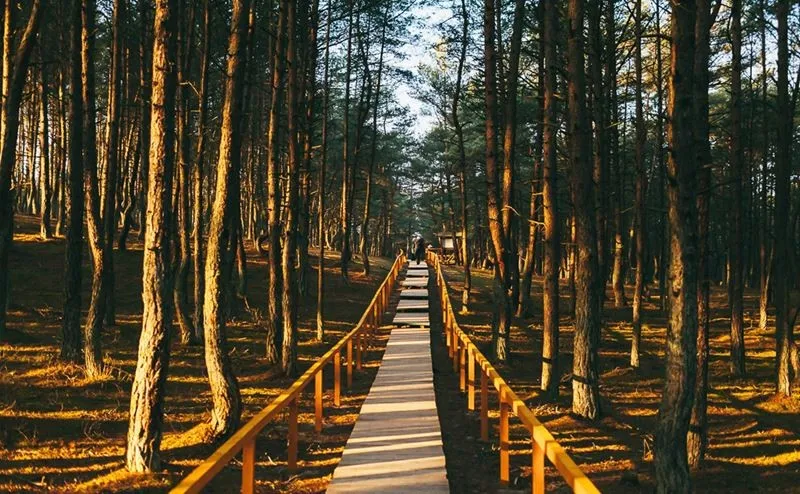 На Куршской косе появится новая туристическая тропа