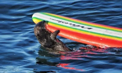 Морская выдра ворует лодки у серферов