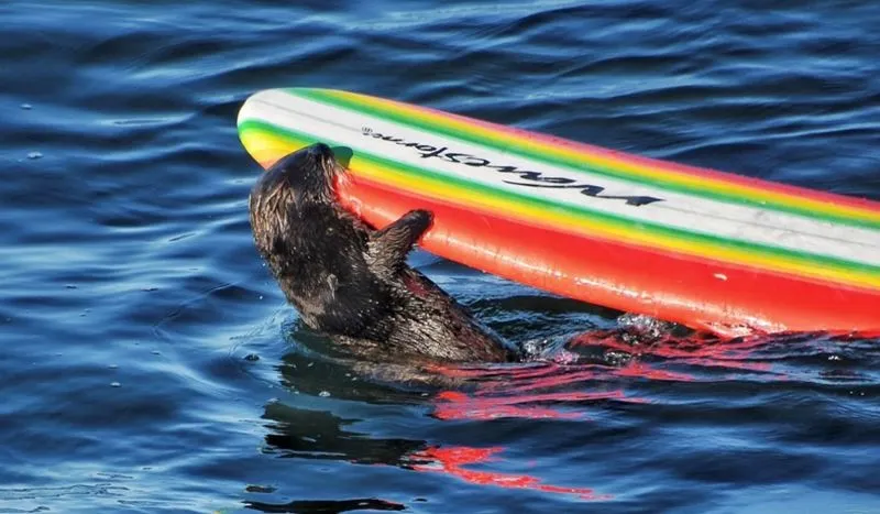 Морская выдра ворует лодки у серферов