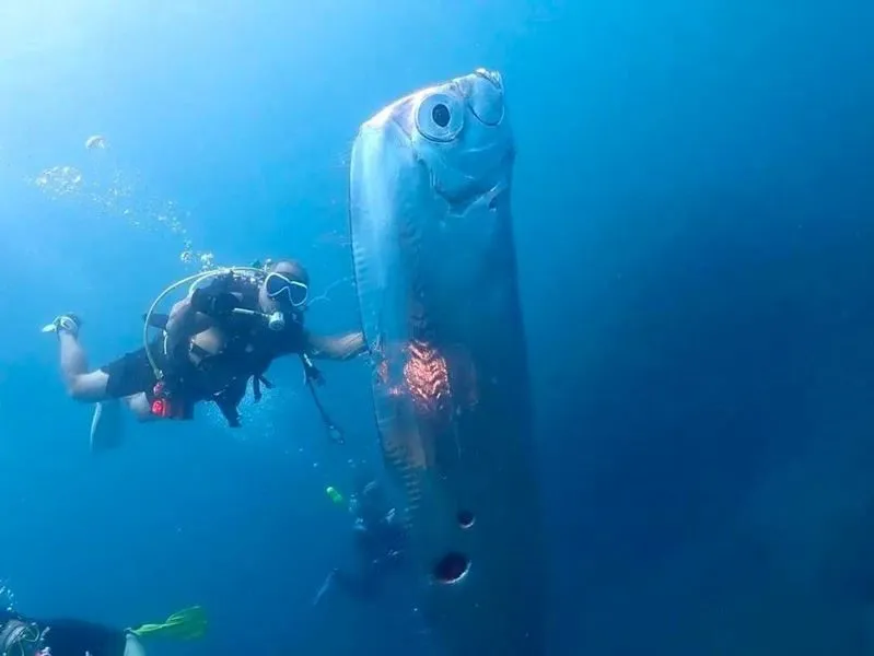 У берегов Тайваня обнаружили «рыбу Судного дня»
