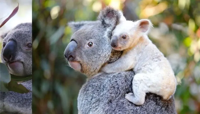 Коалы — находящиеся под угрозой вымирания в двух австралийских штатах