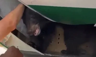 В Дубае отложили авиарейс из-за медведя в грузовом отсеке