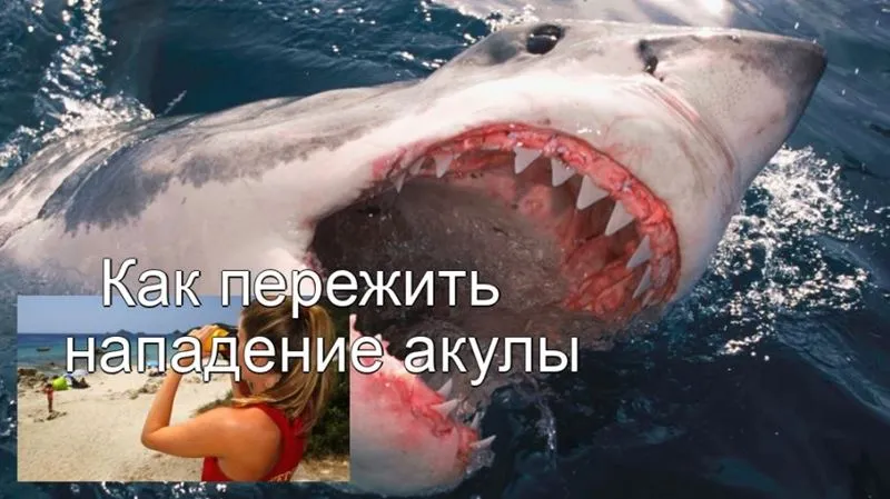 Как пережить нападение акулы или, что еще лучше, полностью избежать его