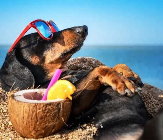 5 советов для идеального дня на пляже с собакой