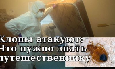 Нашествие клопов в Париже и не только: Советы путешественникам