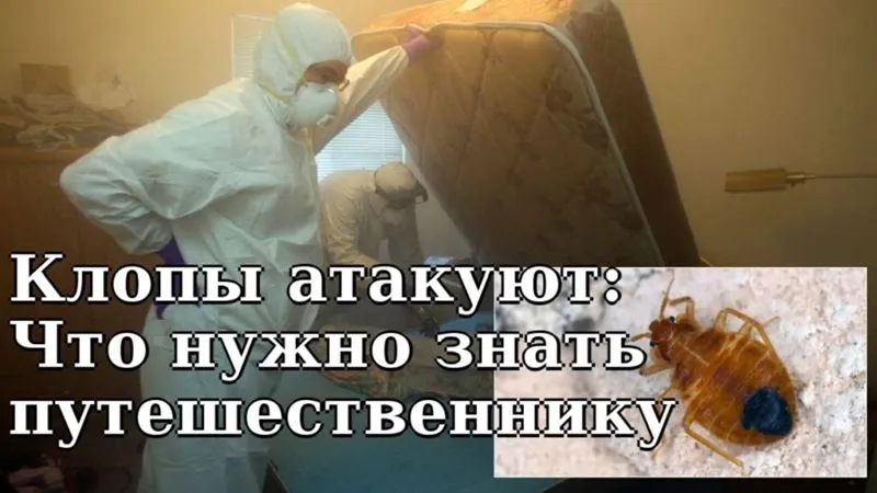 Нашествие клопов в Париже и не только: Советы путешественникам