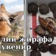 Таможня Миннесоты изъяла у пассажирки в аэропорту коробку с фекалиями жирафа