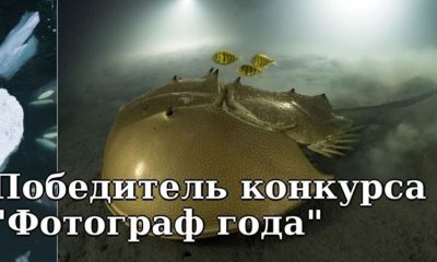 Назван победитель конкурса «Фотограф года дикой природы»