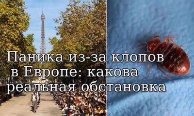 Паника из-за клопов в Европе: что нужно знать?