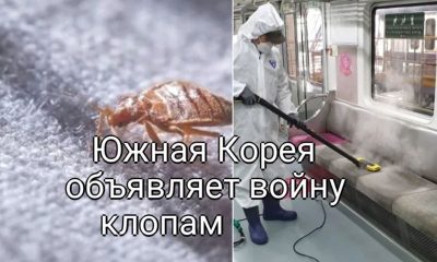 Вслед за Парижем: Южная Корея объявляет войну клопам